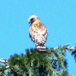 Hawks like this one enjoy perching atop pine trees in the neighborhood