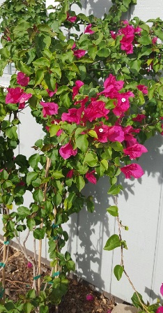 Always pretty over an archway or against a wall, bougainvillea is  a garden standout