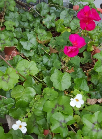 Pink geraniums are Interplanted with white bacopa in the kitchen window box
