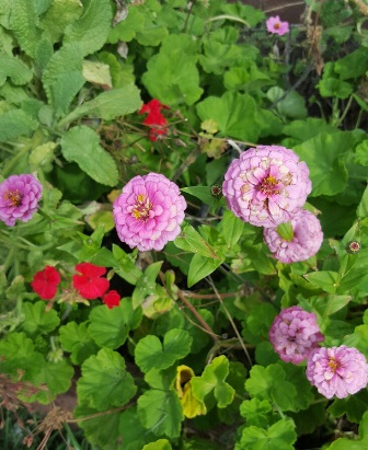 Zinnias are old garden favorites spanning generations of family gardens