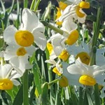 Masses of blooming daffodils provide a focus and cheery greeting in a bleak winter garden