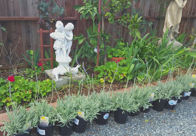 Pots of lavender await planting