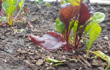 Newly planted Swiss chard is a valuable source for Vitamins A, C, and K  