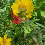coreopsis, cosmos, Bee garden in June bloom