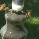 These honeybees will visit a backyard fountain throughout the day