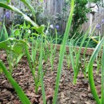 Garlic sends out green shoots as it grows in the spring