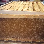The hive box "super" with ten frames of honey awaits separating and straining into buckets