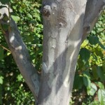 The bark of this crape myrtle tree is lovely in winter
