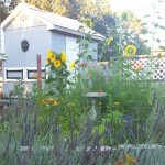 Lavender and sunflowers still bloom but the summer flowers are mostly gone as is the veggie garden