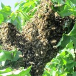 Honeybees clustered around the queen in a swarm