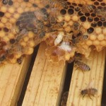 bees and honeycomb with brood 