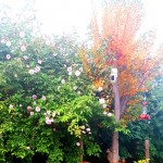 Autumn leaves of the crepe myrtle create a spectacle against the blooming Cecile Brunner rose