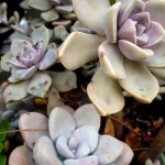 Lovely lavender rose shaped succulents add interest in garden or pot when grouped together