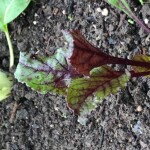 Lush, leafy tops of beets suggest the color of the root below the soil