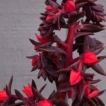 This curly top echevaria has a spectacular red bloom